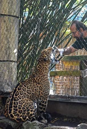 jaguar, escapes zoo