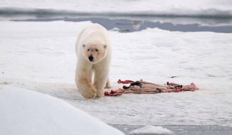 Polar Bears