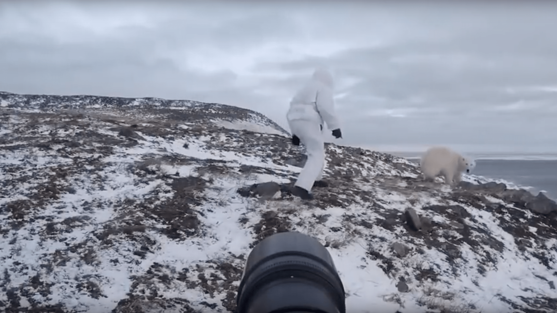 polar bear, photographer, video