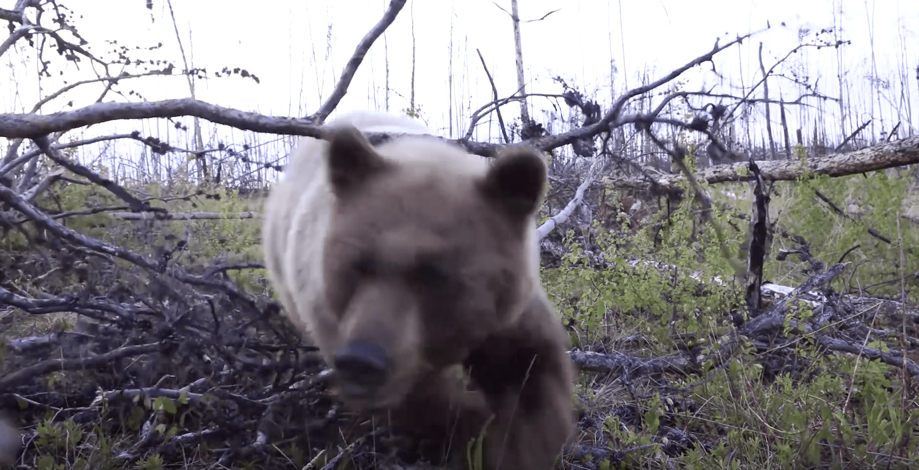 bear attack