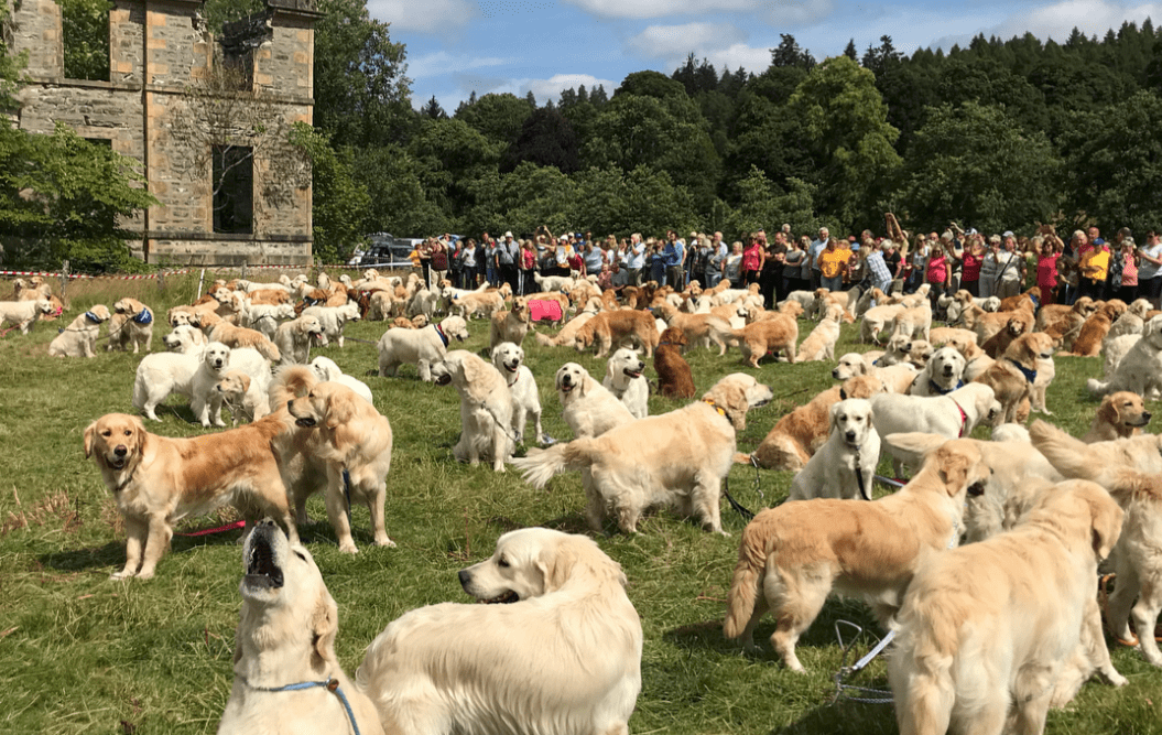 humpday, good news, golden retriever,