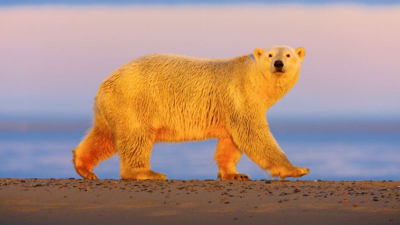 Polar Bears