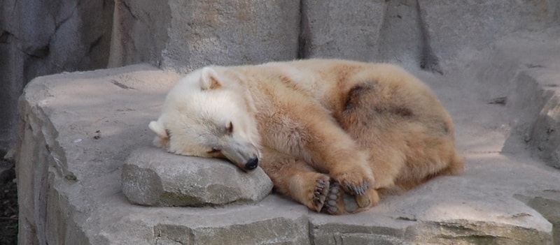 Polar Bears
