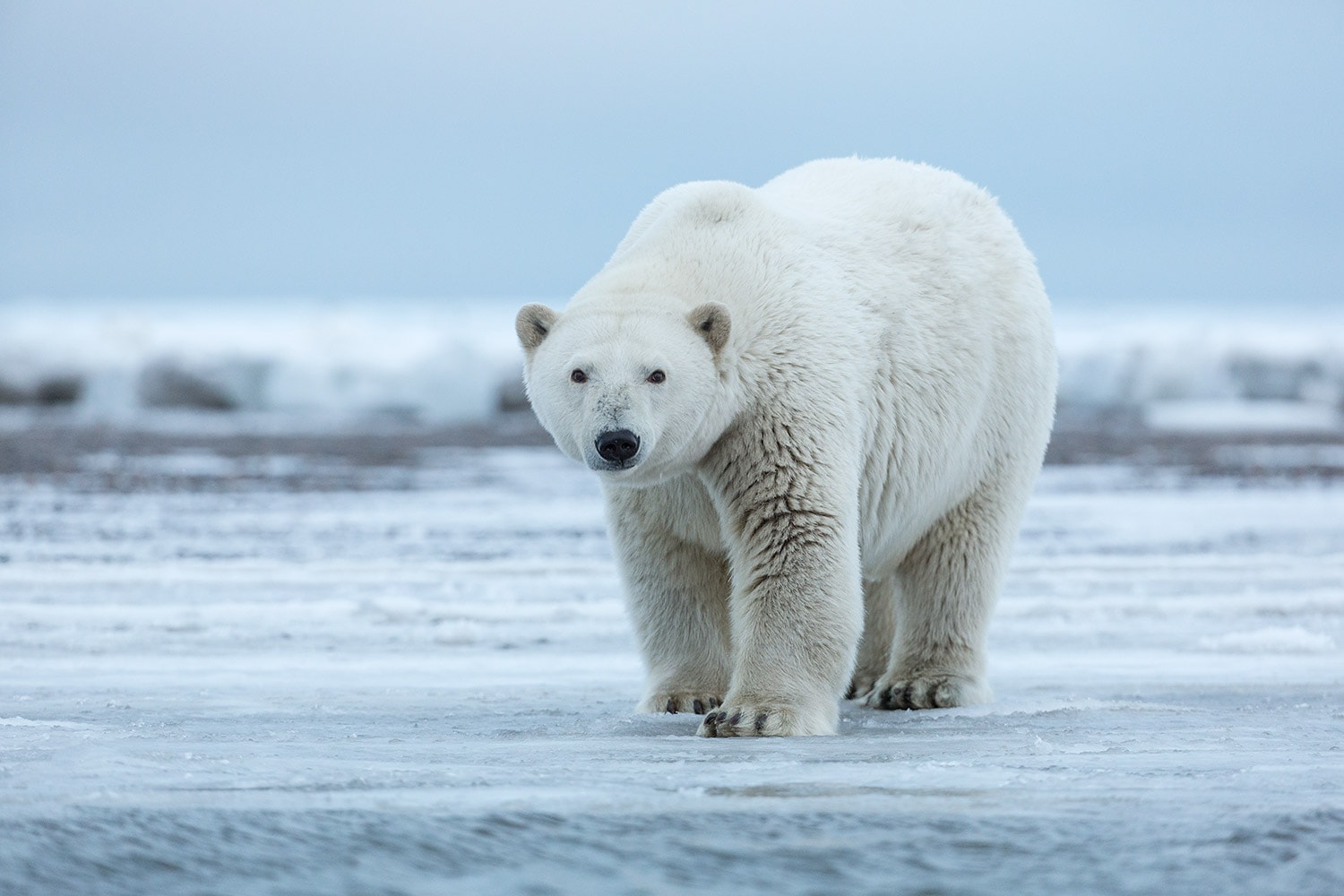 polar bear, canada