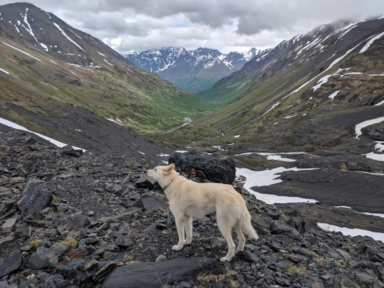 husky, Alaska, rescue, deaf hiker