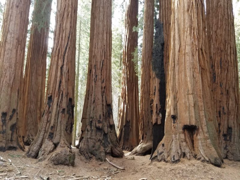 Sequoia, National Parks