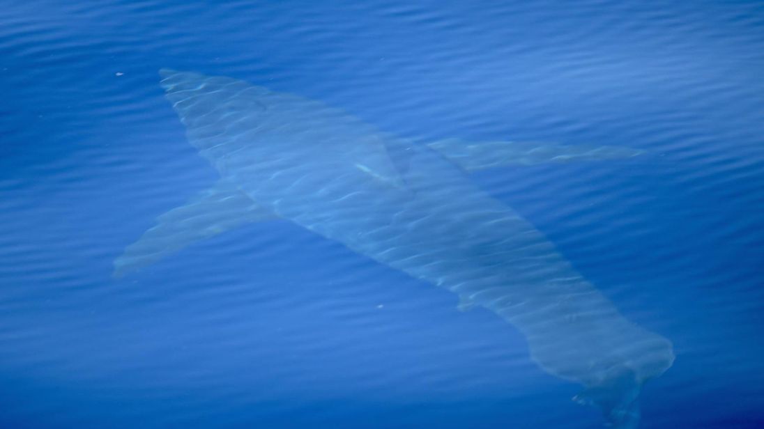 great white, shark, Spain, Mediterranean,