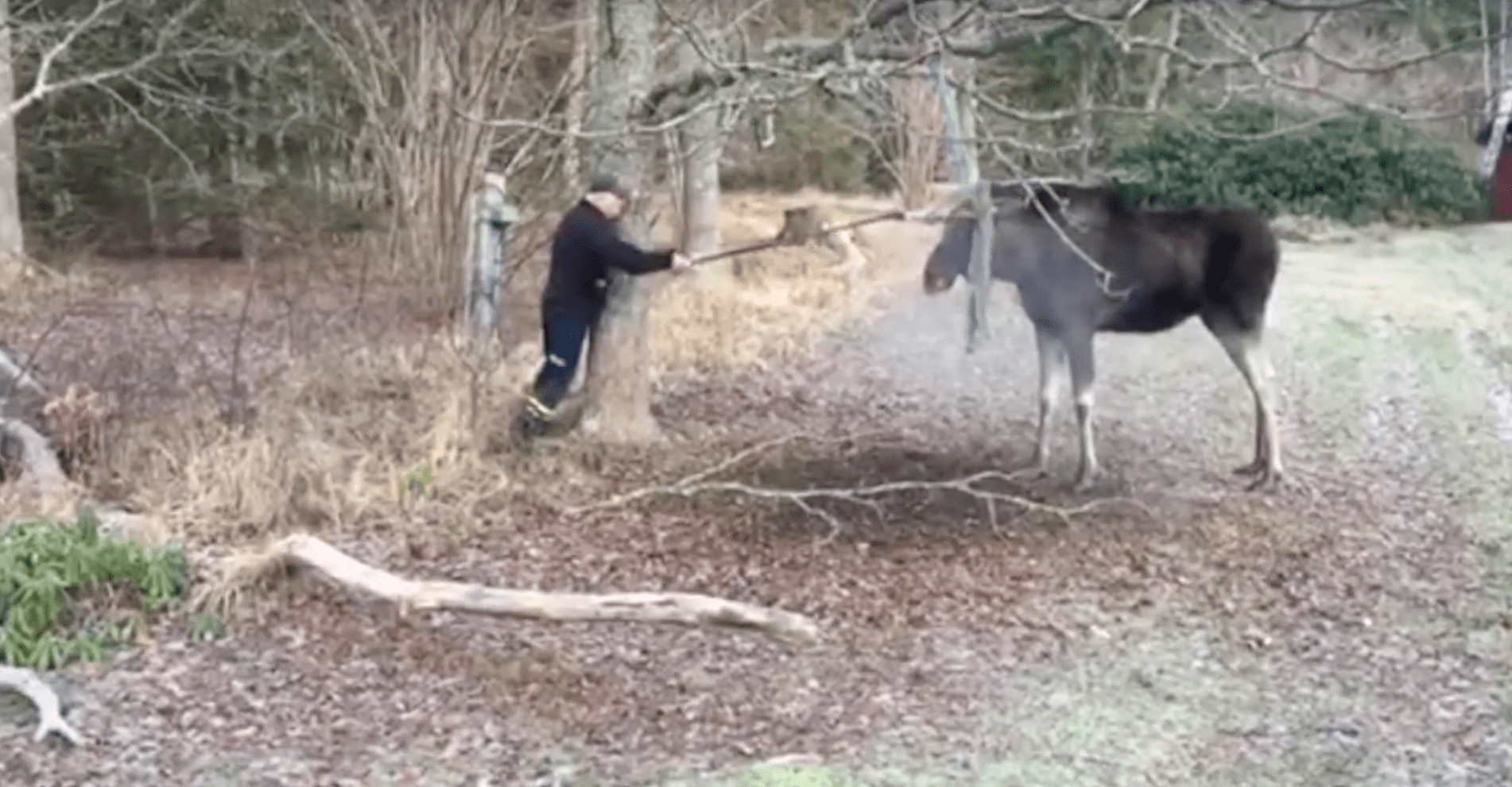 moose, stuck, rescued, feel good, humpday