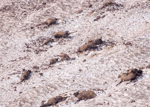 elk, dead, avalanche, oregon