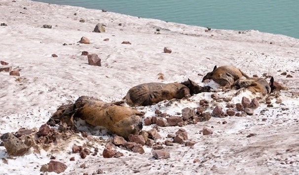 elk, dead, avalanche, oregon