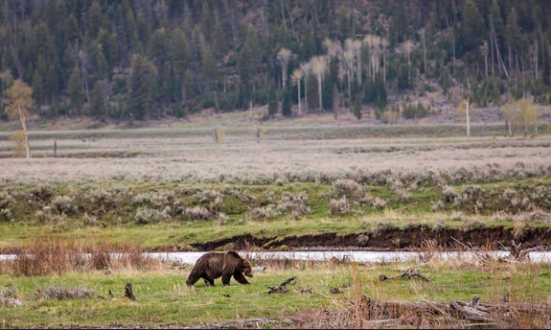 bear
