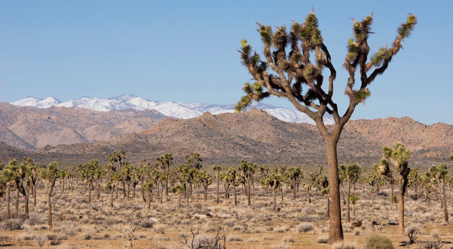 Courtesy of Joshua Tree National Park Facebook Page: https://www.facebook.com/JoshuaTreeNPS/photos/basw.Abo9yRW3rDoN09OSZu2SCDxGmuSINjw7o6otMPU97XsjvOyuYk4KxnCVvH2MyXo--qtD1VCF0BRVbhFZVzvz9LoOQf68lZBXqWCr2OmW7SOY9Sn8mf_4hPFkLsEIJ1Y1Kw8uFu1FszSS6LGc-c5VYpWad2cMzrQlhAcTMZzH_UNAaw.1307093106032260.701169606725881.953198698051310.10159962572895181.1238587706204378.1065914013584770.10161360734555131.2074260589525397.10156497895277848/10159962572895181/?type=1&opaqueCursor=AbpSpd8ZgaVV9X8-a7i2mreCLJFE8uTfTmAyHlakFEJZTxoaUOdu4AZzx3Ifh2fMsegykDqmciMDXMohmSrnStzNzQKJfnCRlbWl45Fw95cdwO_mvlnzvZRQQjP89excbD0wZclcT_OqRfoP6K4IsYfN8X3HQwRzb5_748gDXHbqlnlQReMewIM9KD142BtUWZiCMUaD3p0y84fwJEkBCbVJ_7F0qHkWr-w9pTwvH3cDV1tGLLxRVTBj7Q4-pNA6V68cwtHhOBJmqqJkCVn7GVXG_craVUo410MCaWrWeAFomzazUdcFq0w_UrQw0xJqbm519vLKiU8BDsug0xUaSXnoC5JiJsb5D4DWv1gpV7t8sQ_rV9DFljjTKSNittcjVxq28m_iRBhjqWox-hgir6ykmPT5aedx4UJyraIssOr03w4k4zTX-Fvk4IzOxW9gEMC5sYFRMICbZm6TGzZYAXUAO_VTxHyB3T9kwYwJpTlsV40sdkg8ED5OK-HerBy9GfiWY4d1Vsh_d9MdAy2UydvOd9z4yXG4mVE5aEVQWCsjc3nCK8XwFj42S3A-1D8WmhJtsIN0rZQ0jNQQ1hjm7RCwYGqGXKmBcceu2VP8VQtAkV7wFNe1y3rtv-0bjGzq-qbTAMHIrDnOA1XGJGbJf2OB6BuzG18chv4Di3jawMPjEp9HhiWzNyUpeQjr-KyFN3A&theater