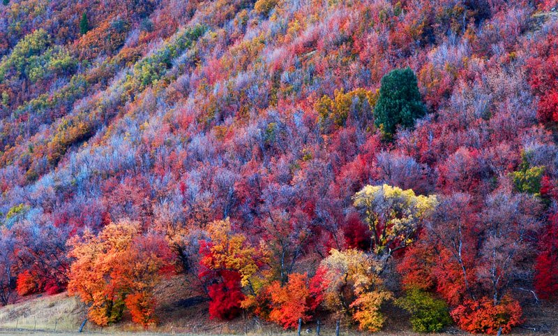 fall, colours, leaves, why do leaves change color in fall