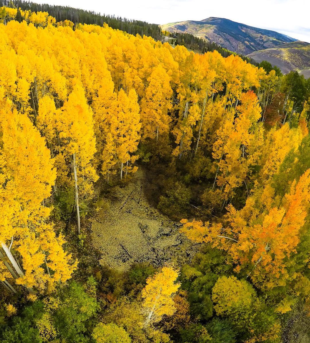 fall, colors, leaves, why do leaves change color in fall