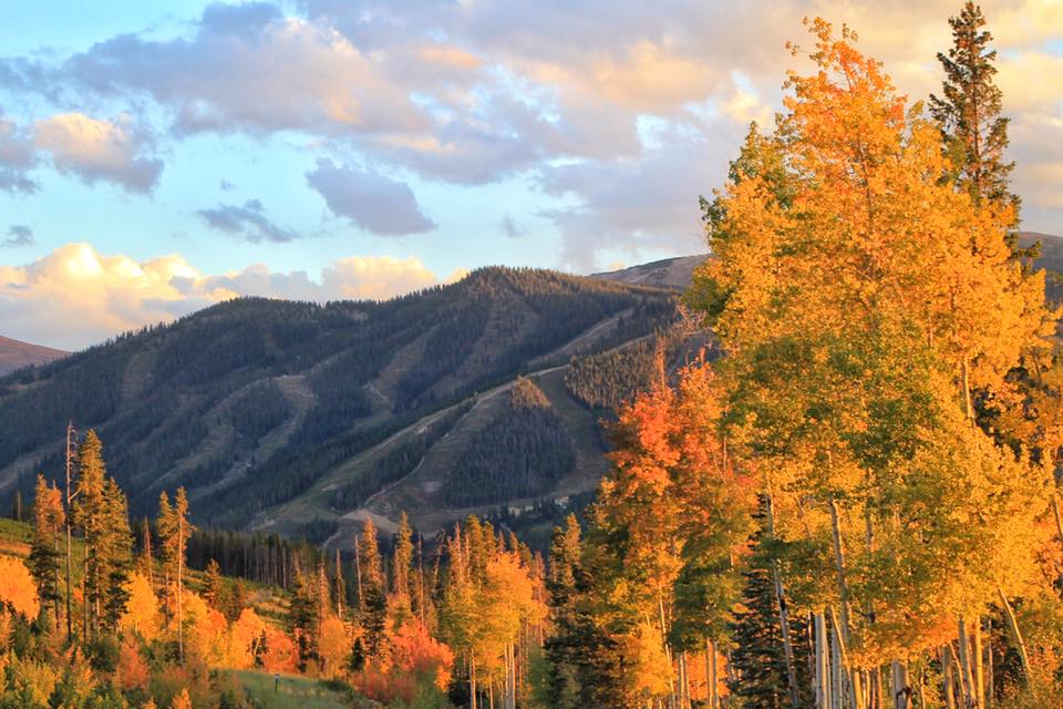 fall, colours, leaves,