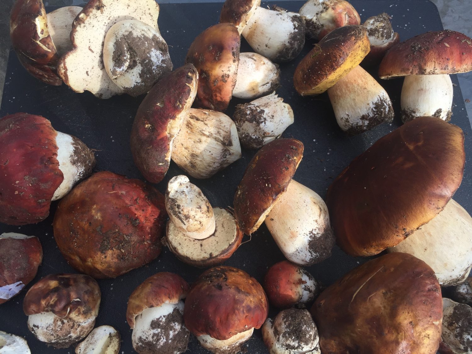 mushroom