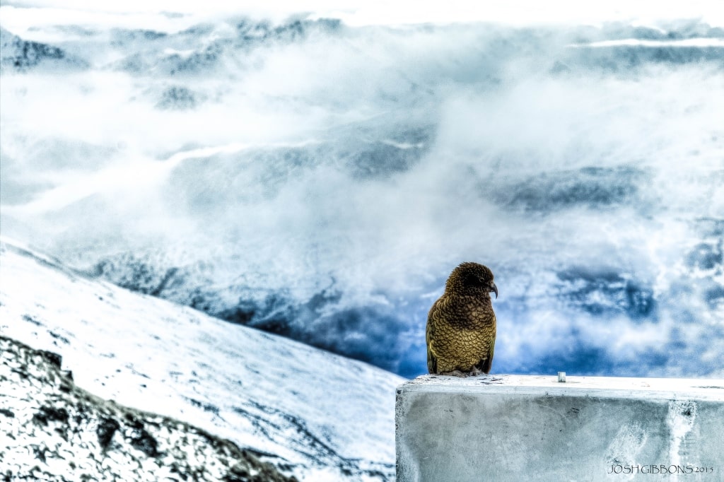 kea, New Zealand