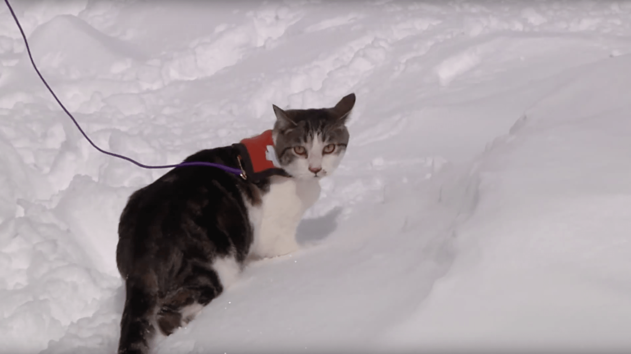 canadian, cat, avalanche, rescue, Friday fun