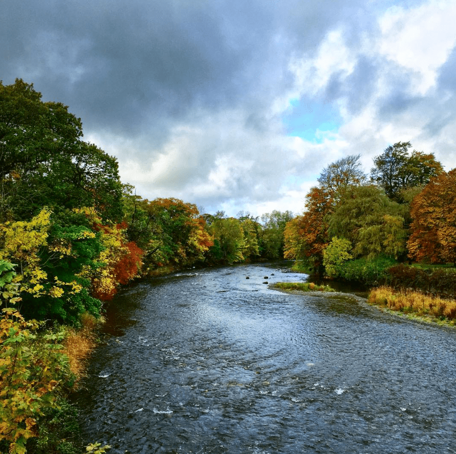 fall, colours, leaves,