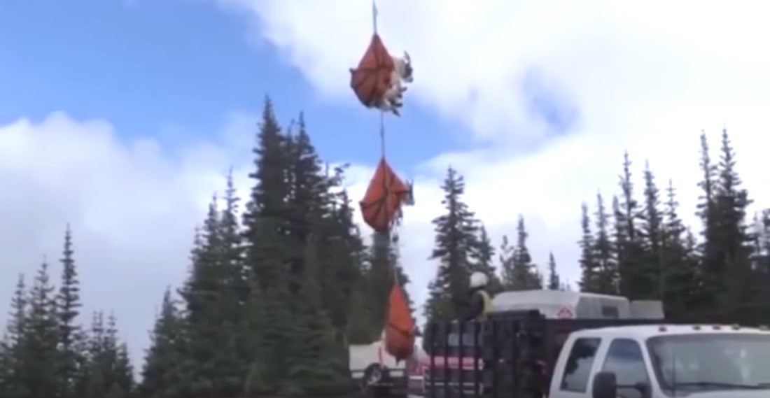 goats, mountain goats, airlifted, Washington, olympic national park