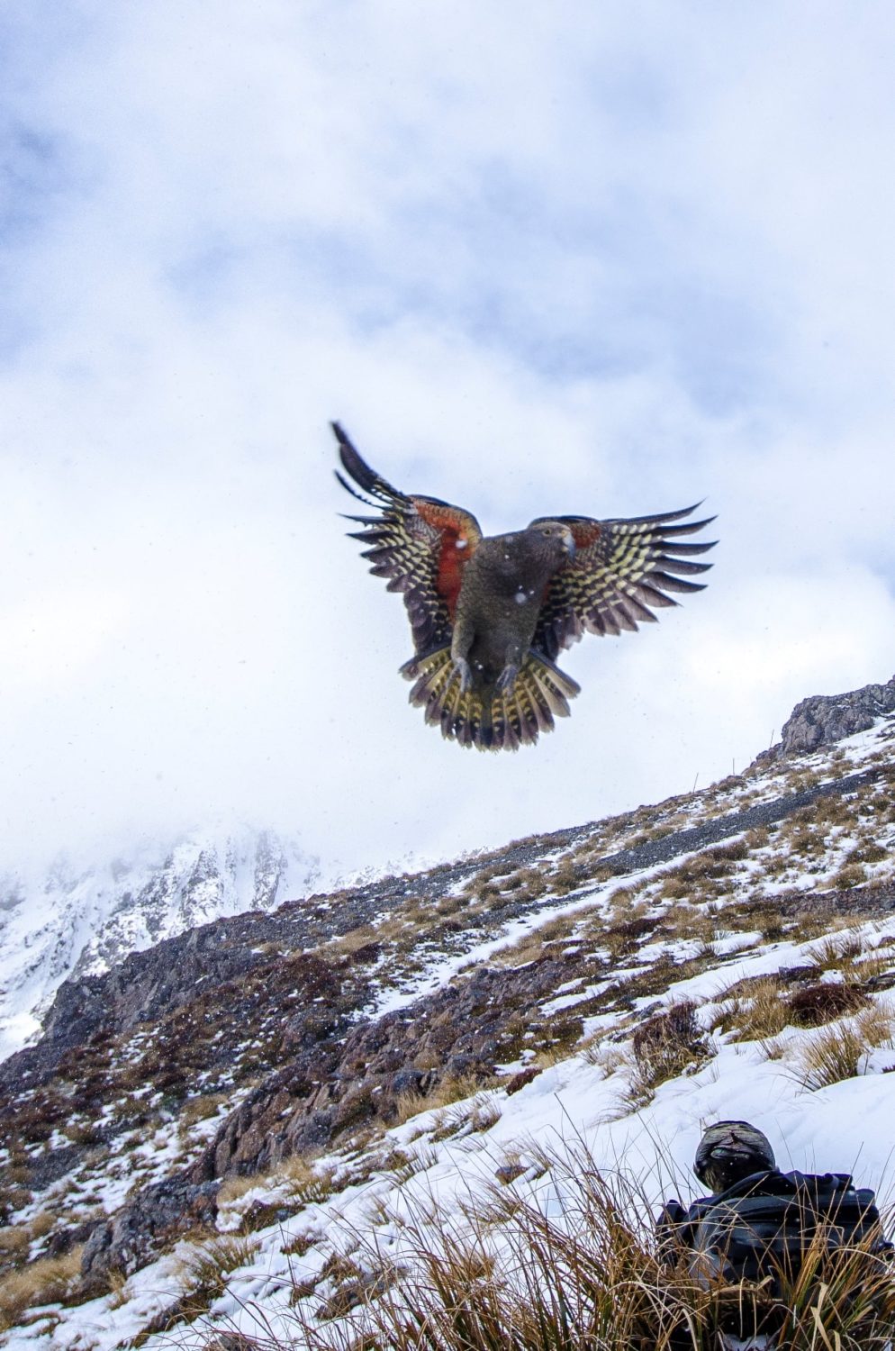 kea, New Zealand