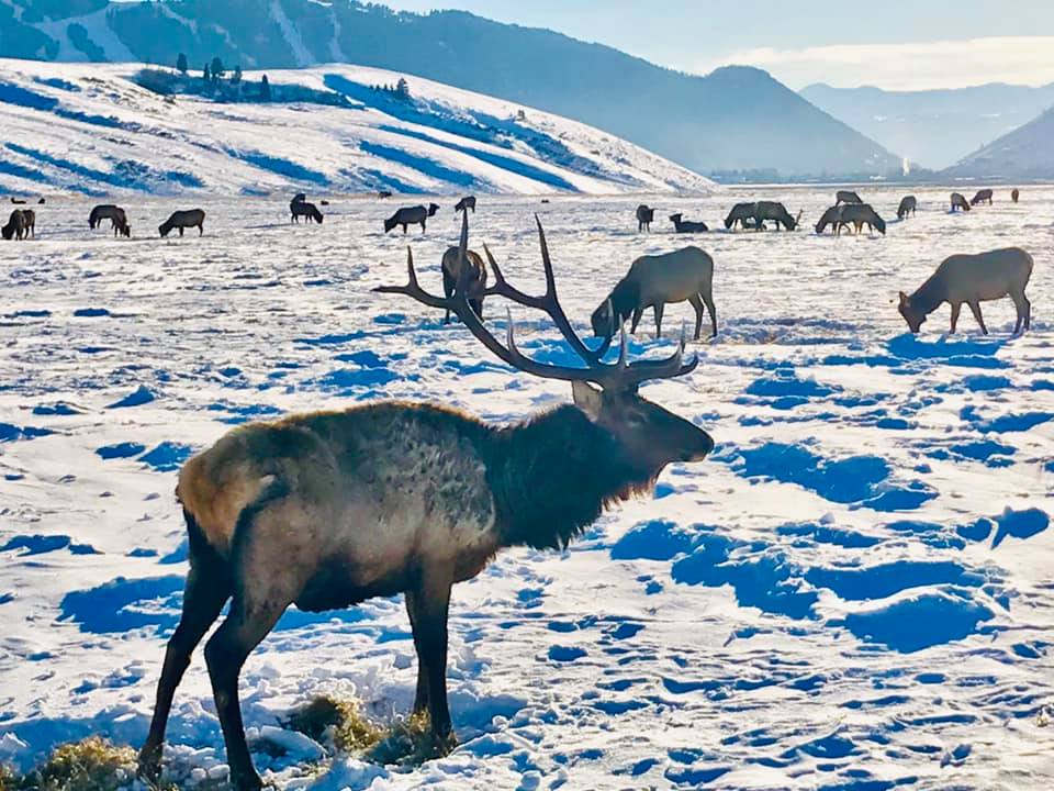 Elk Photo Near Jackson Ski Resort, National Elk Refuge, Elk near ski resort, Elk by jackson hole, jackson hole