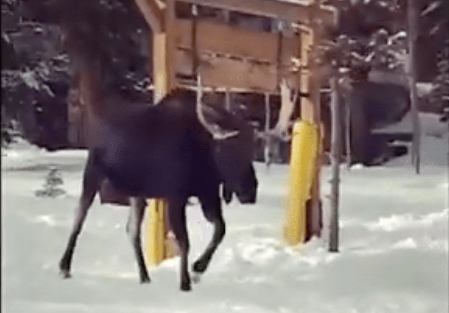 moose, breckenridge, colorado