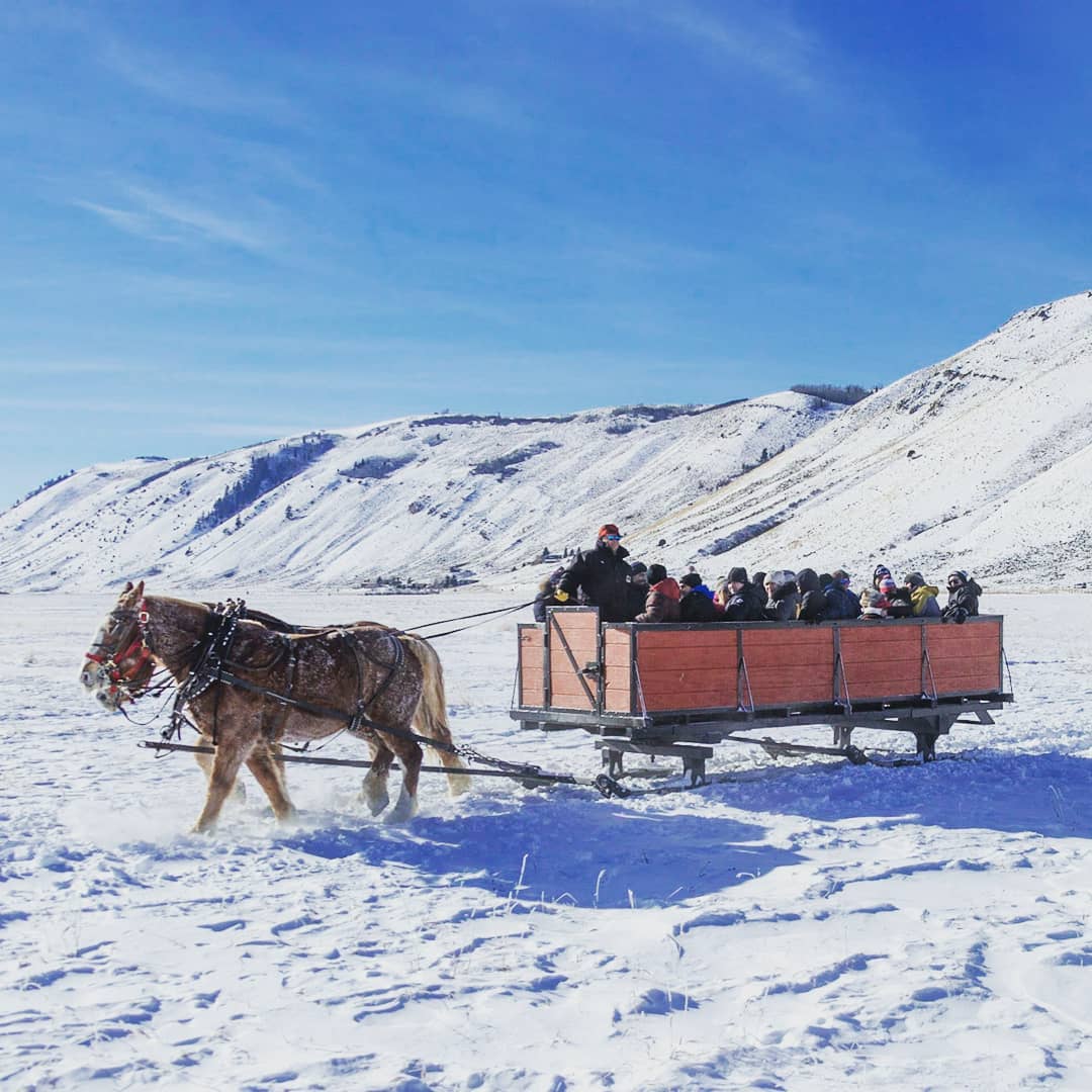 Sleigh ride, Jackson, NER, National Elk, Horse tour jackson hole, jackson wyoming horse