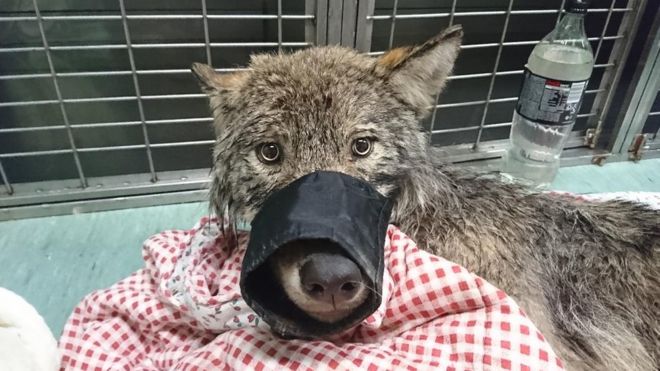 wolf, rescued, estonia