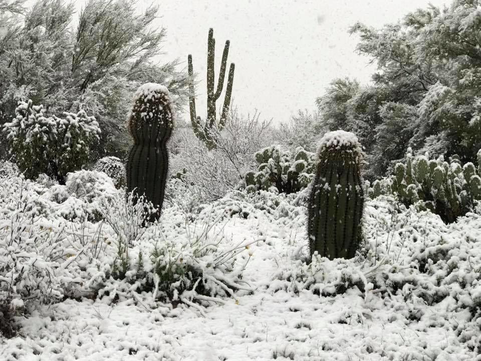snow, Tucson, arizona