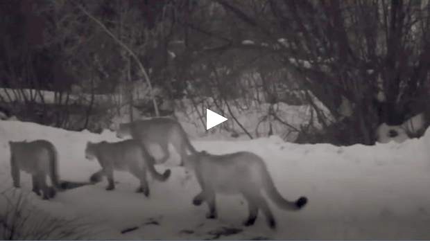 mountain lion