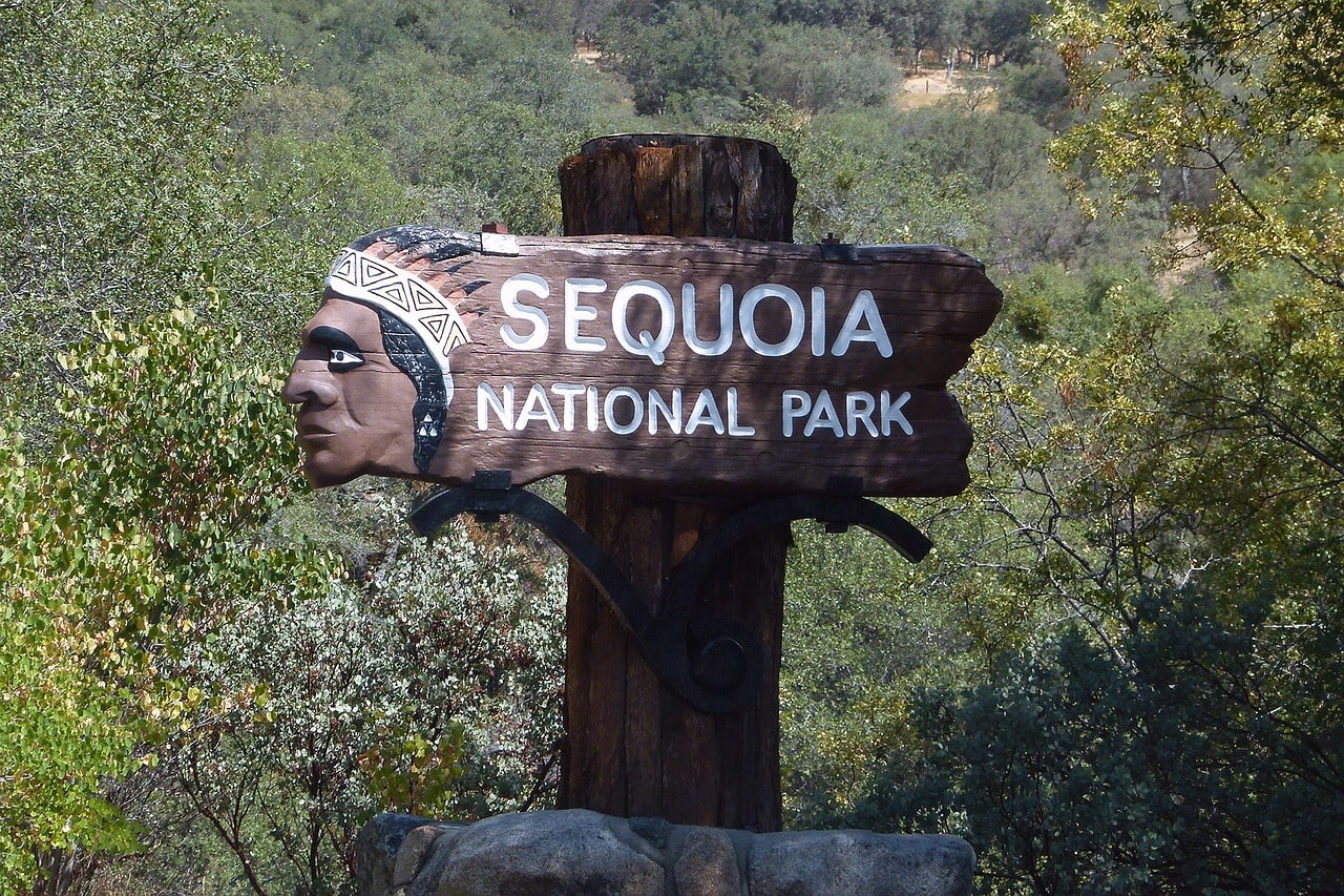 sequoia, cell tower, Verizon, selfie