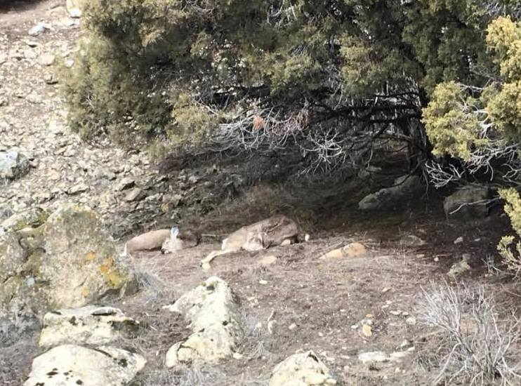 deer, dead, utah, landfill, plastic