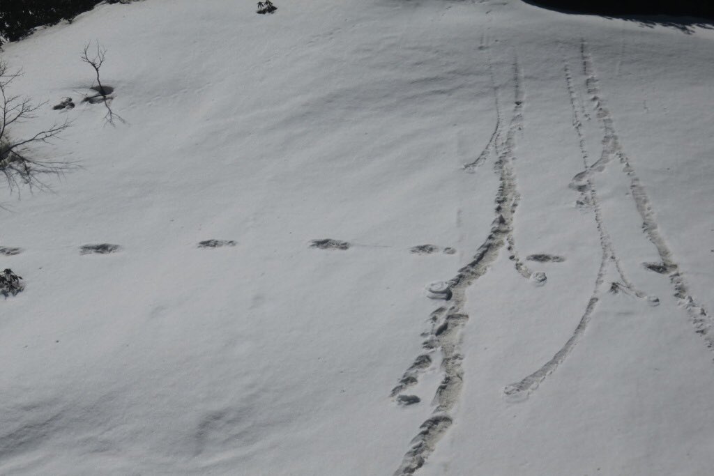 yeti, footprints, nepal