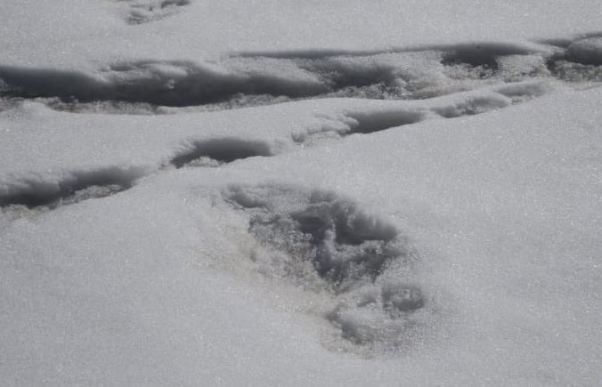 yeti, footprints, nepal