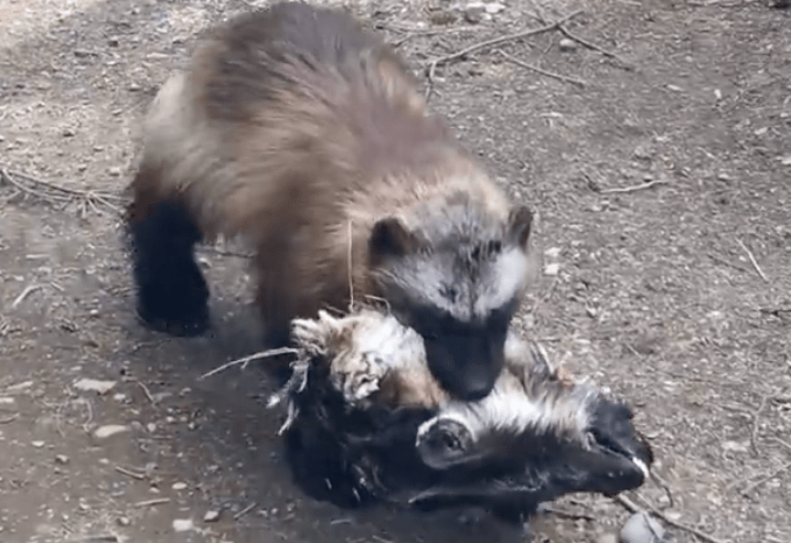 alaska, wolverine, goat's head