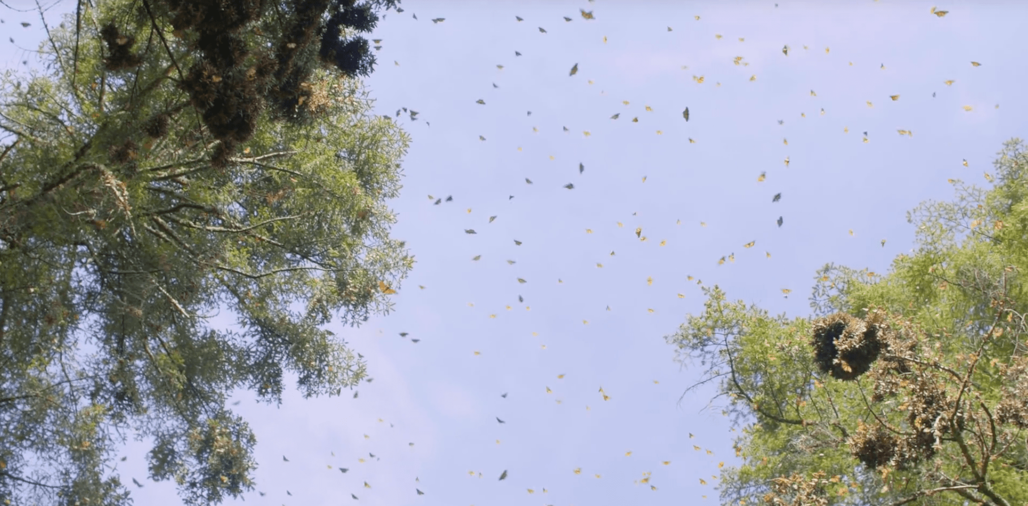 butterflies
