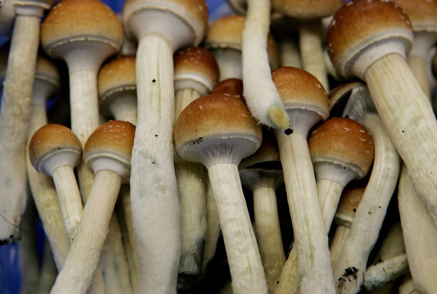 mushrooms, shrooms, magic mushrooms, colorado, Denver,