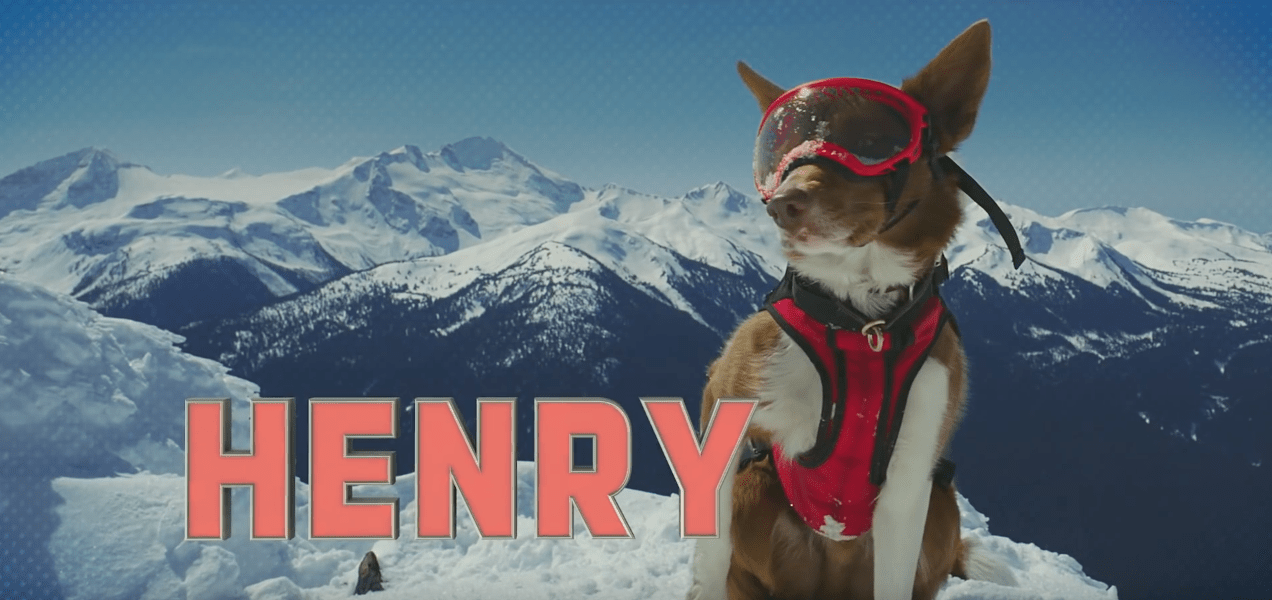 avalanche, rescue dog, dog, whistler, Canada, video