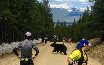 bear, Leadville, colorado, marathon, runners