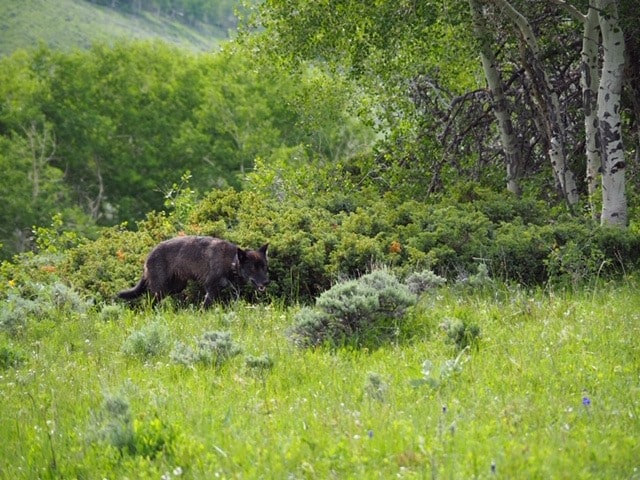 gray wolf, wolf, colorado, Wyoming 