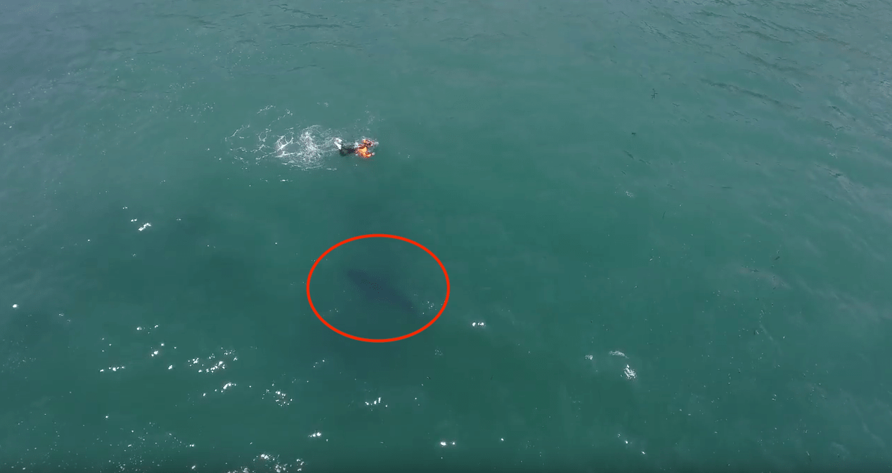 shark, california, swimmer