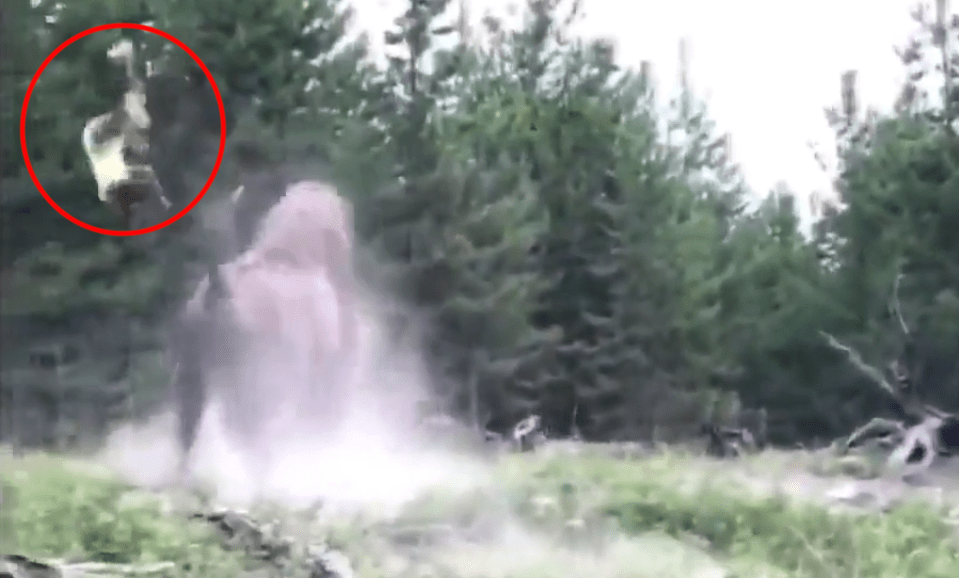 bison, Yellowstone, tosses girl