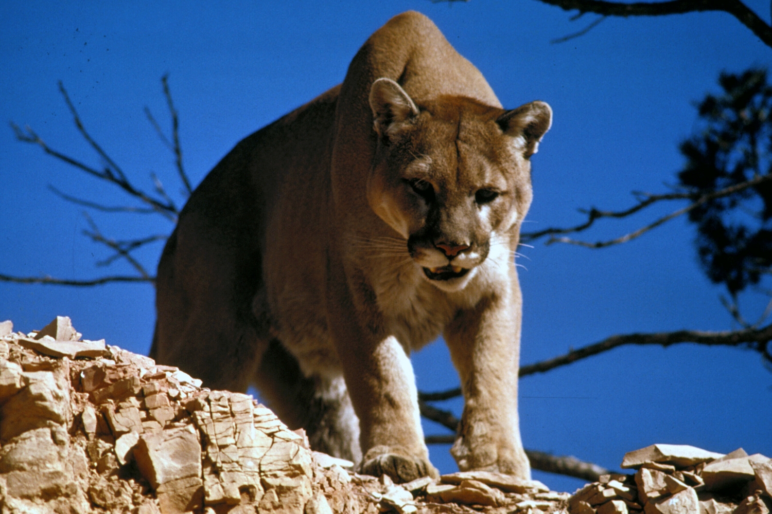 mountain lion, attack, cougar