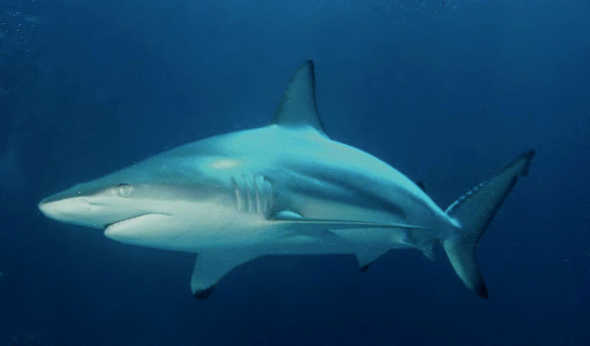 shark, attack, Florida