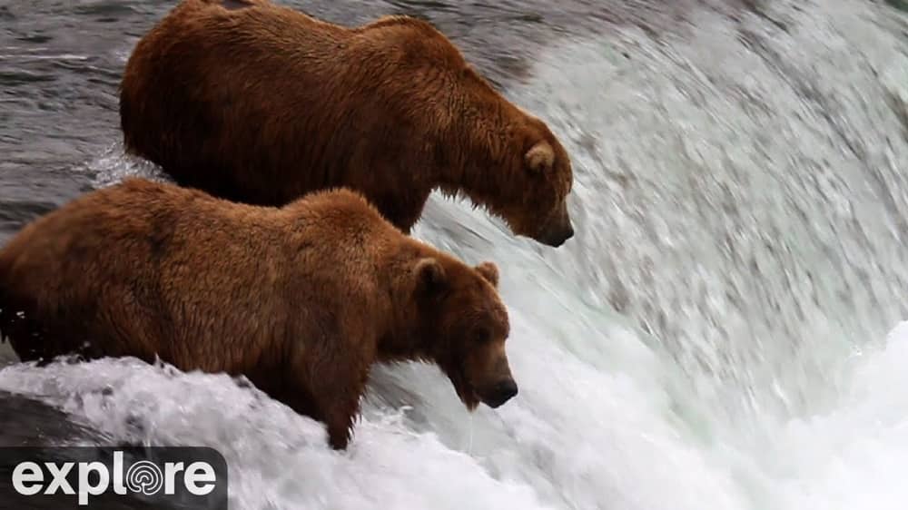 bears