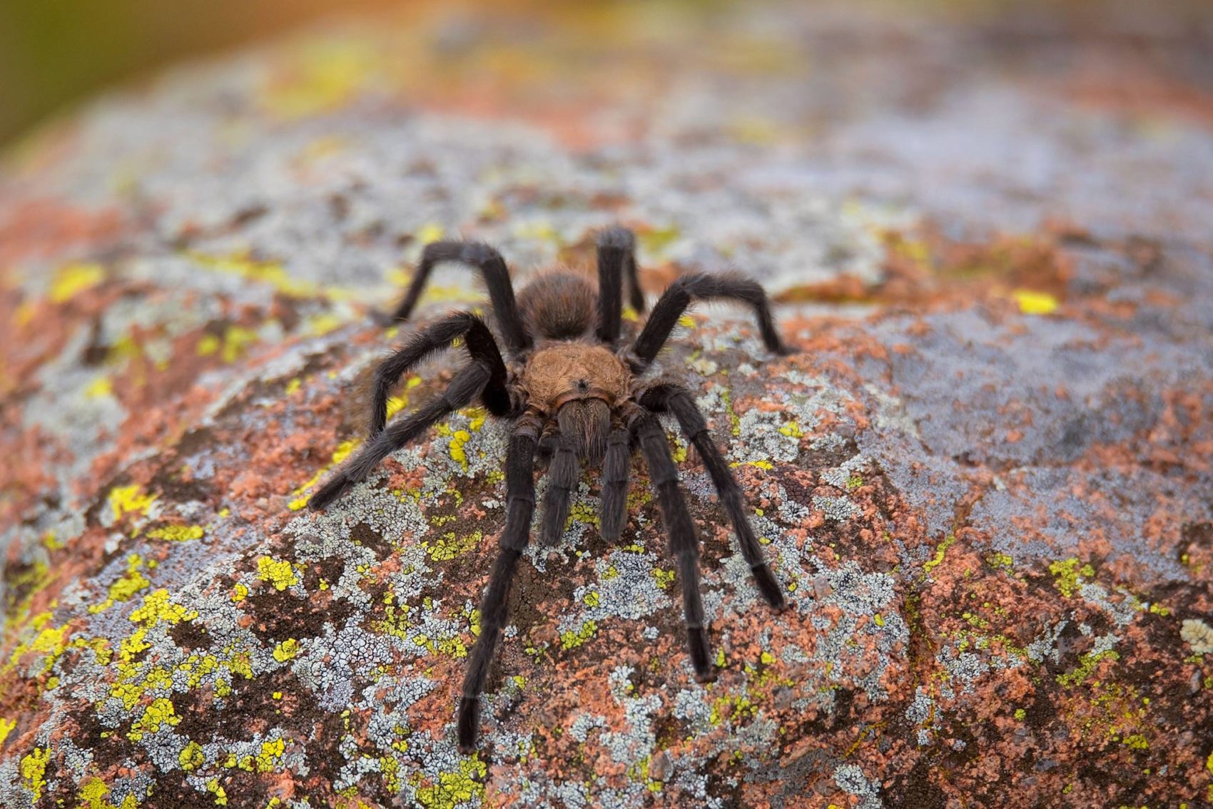 Brown Oklahoma Tarantula, Colorado Tarantula