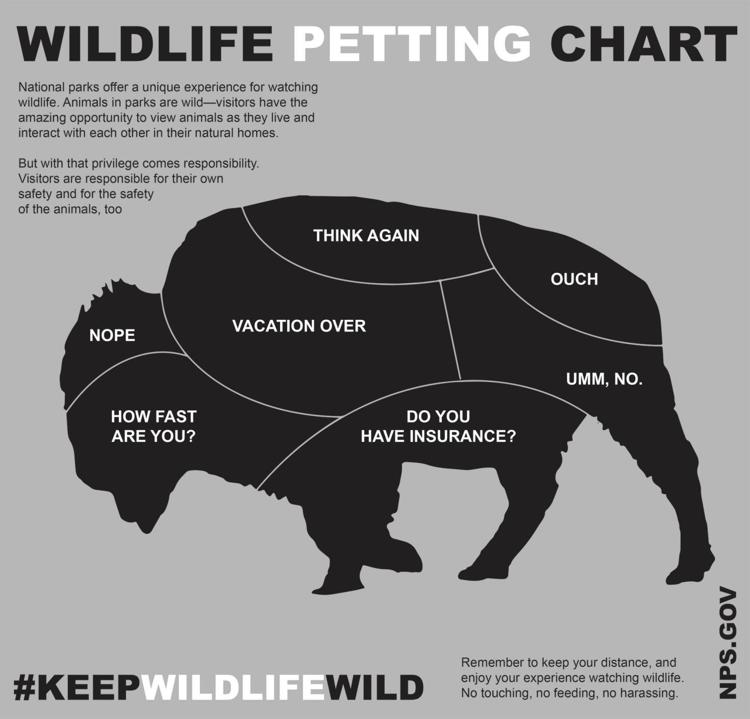 nps, bison, petting guide, 