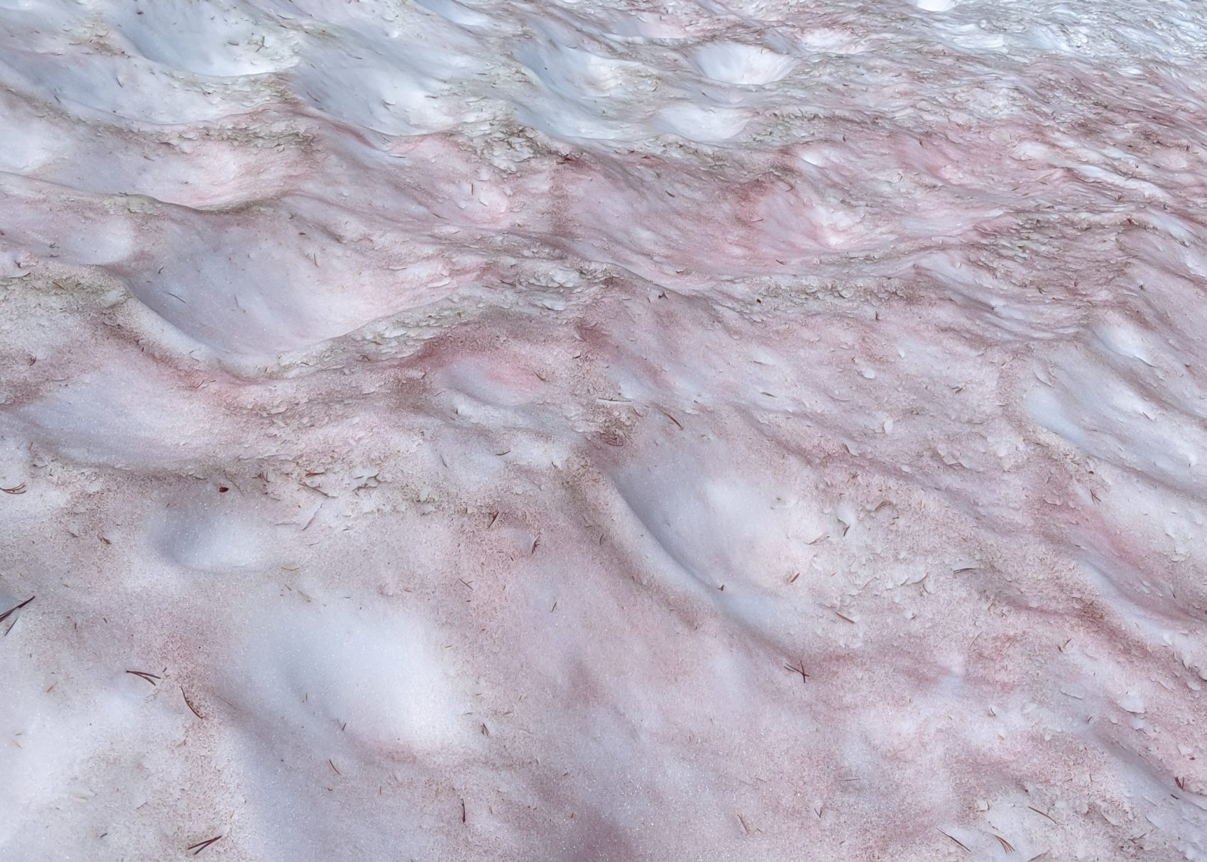 blood snow, watermelon snow, red snow, Sierra Nevada, Yosemite, algae