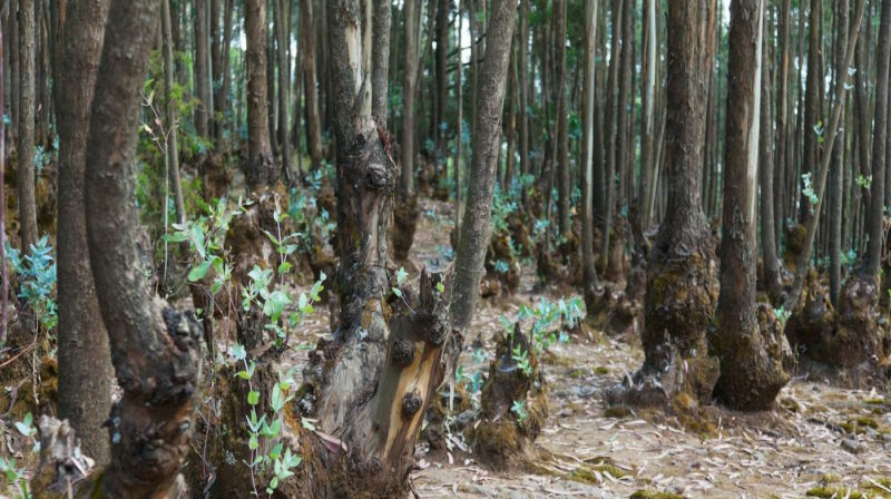 forest, ethiopia, trees